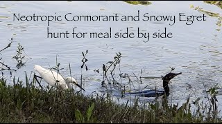Neotropic Cormorant and Snowy Egret hunt for meal side by side - they are hunting buddies!
