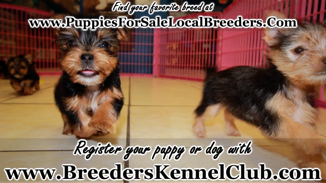 YORKIE PUPPIES FOR SALE, LOCAL BREEDERS, NEAR ATLANTA, GA YouTube
