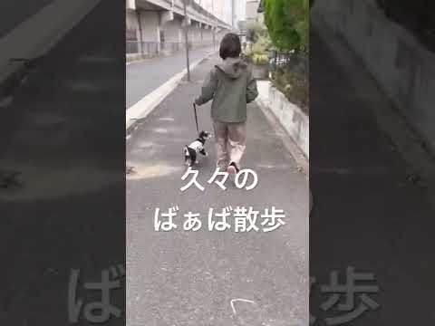 【ミニチュアシュナウザー子犬】大好きなばぁばとのお散歩♪