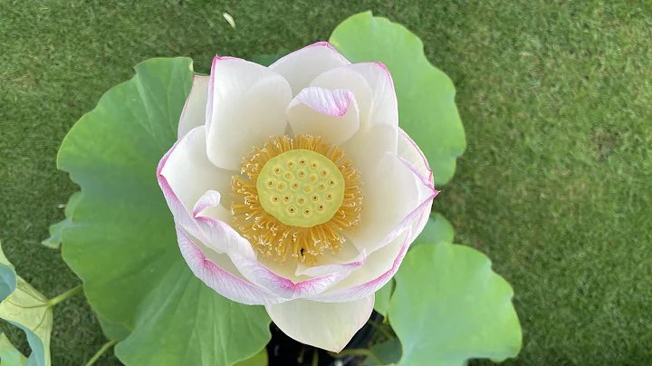 Lotus Blooming Time Lapse/ White single petals with pink tips - DayDayNews