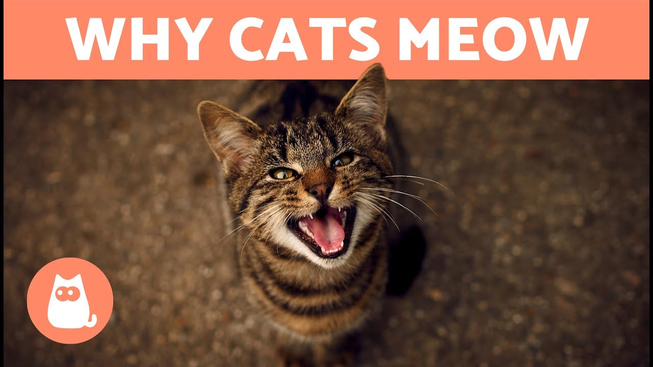 Why Do Cats Meow Types Meanings And Videos