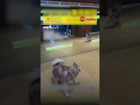 100 huskies run amok in China shopping centre, delighting many online