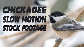 Chickadee Birds In Slow Motion 4K Stock Footage