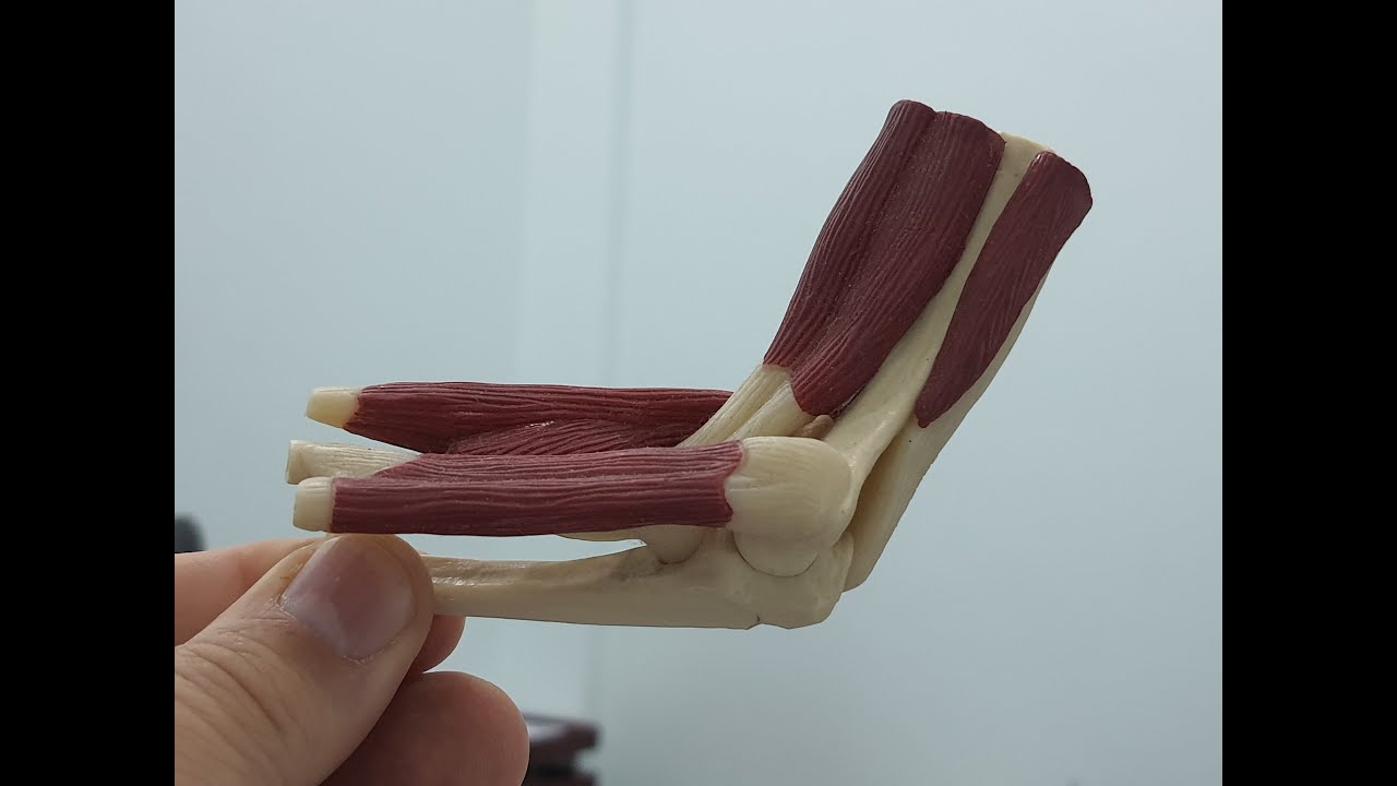 د عيسى الجمل#جراحة العظام#الم المرفق