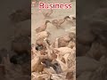 Duck business #business #viral #farming #birds #power #shorts #baccha #money #duck #taufiq duck farm
