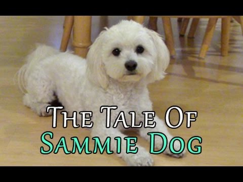 sammie the dog