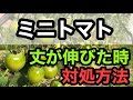 【ミニトマトの吊り下げ】解説と実演