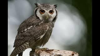 suara burung hantu🦉