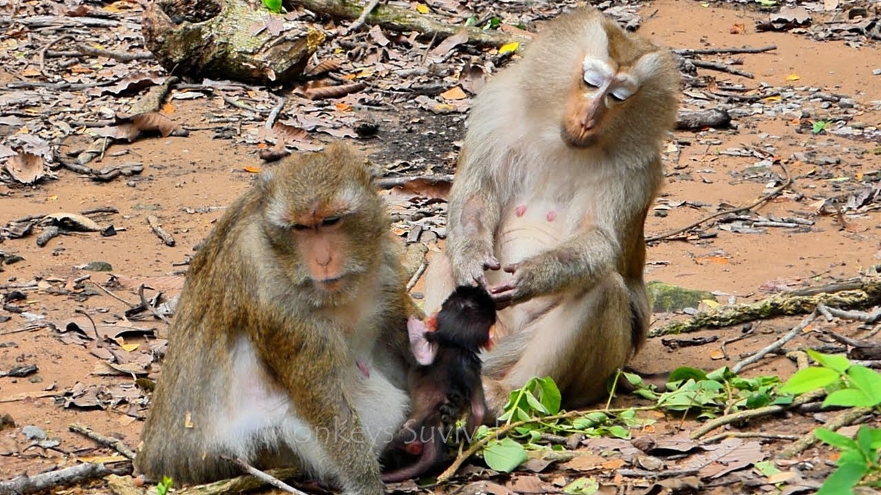 Most Special Video....Awesome Old Monkey Teresa Paying Million Care And Love BB Monkey Drya