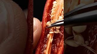 Chili 🌶️ micro ASMR viral video #aivideo #youtubeshorts #microasmr