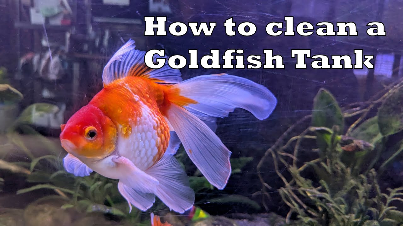 How to Clean a Goldfish Tank