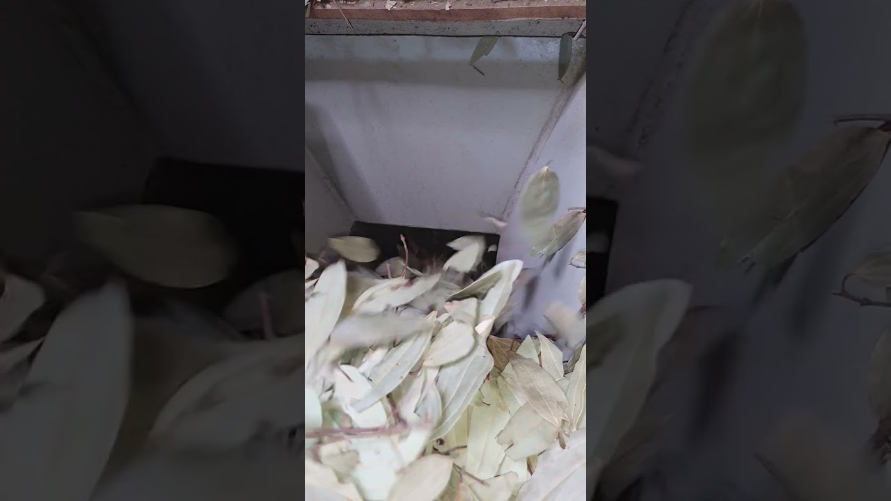 Tejpatta, Bay Leaf, Cinnamomum tamala leaves grinding for spice industry