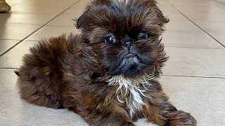 If you love Shih Tzu Puppies, watch this video ❤️ by Shih Tzus are the Best 3,328 views 1 month ago 59 seconds