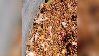 تحضير التابل التونسي طريقة دياري عال العال épices dieri tunisiennes à base de coriandre