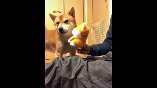 Dog Hate Talking Toy