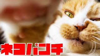 眠たくて不機嫌？な三毛猫のまりも