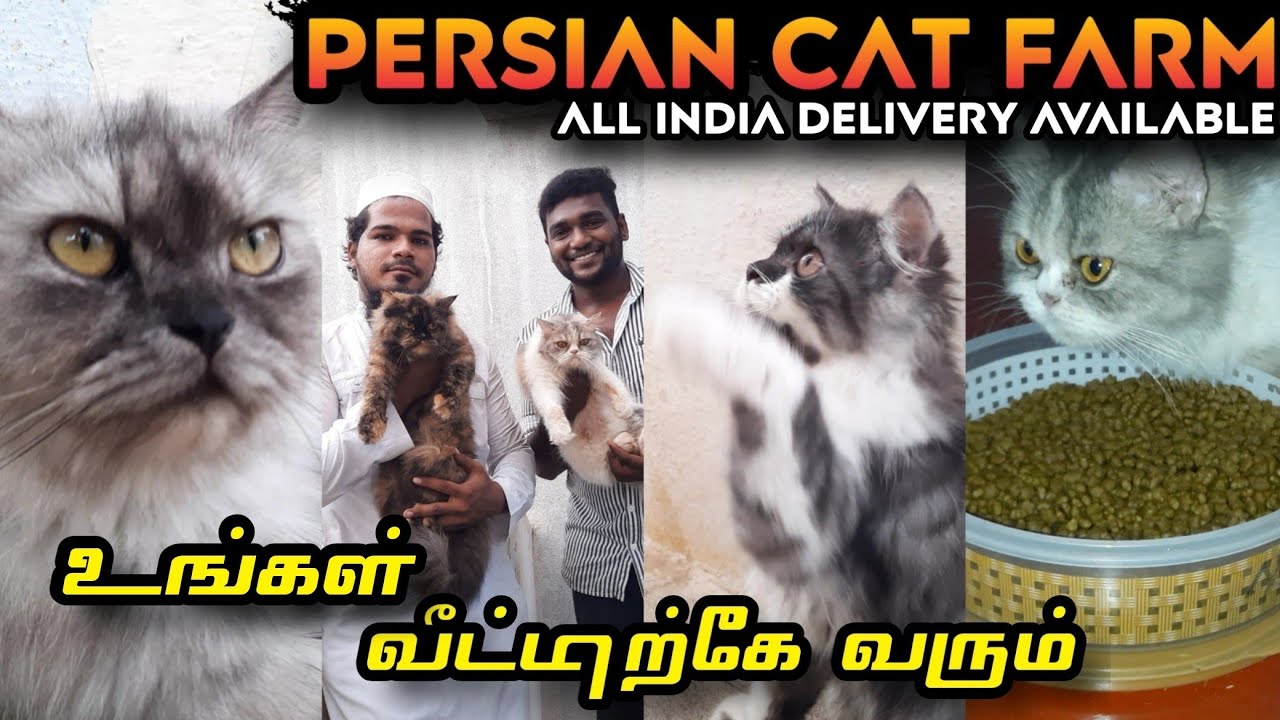 Best persian cat farm in chennai😼, Cats for sale