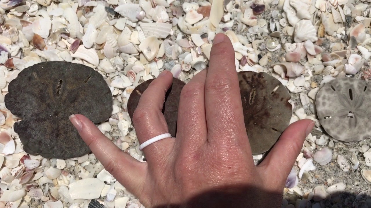 Sand Dollar Tutorial How To Tell If It Is Alive ♥︎ Youtube
