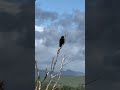 Ambient Scottish wildlife #corvid #nature #wildlife #ambient #scotland #CelticCove