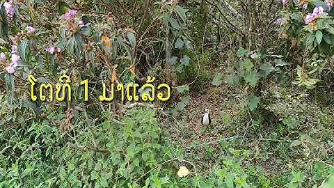 Cuab qaib deg /ຕໍ່ນົກວັກ EP01