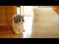 Puppy En Kitten