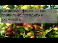 Китайский финик — как правильно посадить и ухаживать