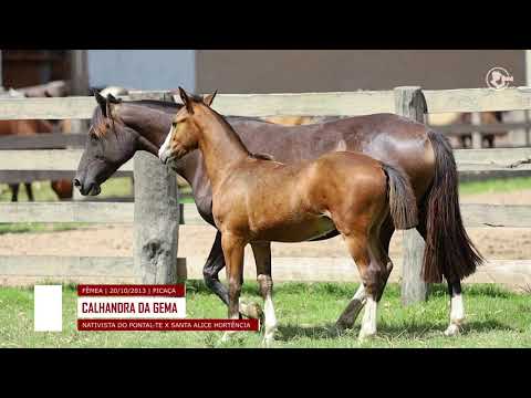 Lote 02 - Calhandra da Gema