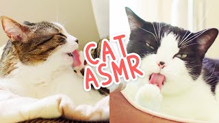 🎧 ASMR Cats Grooming #88 by Curry Sugar Meow 4,484 views 2 years ago 10 minutes, 24 seconds