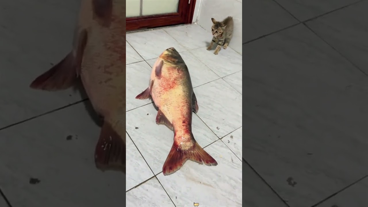 cat core compilation #cats #cat #catlover  #fyp