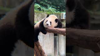 Funny panda🤣🤣let’s relax our tense nerves #panda #pandafunnyvideo #cute #core
