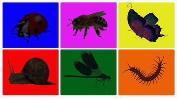 6 kinds of insects, ladybugs, honey bees, butterflies, snails, dragonflies, centipedes