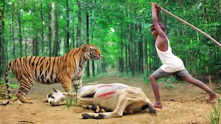 🐯Tiger attack | tiger attack in jungle, royal bengal tiger attack