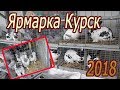 Ярмарка в Курске. Осень 2018 Куры, ути, гуси, кролики, голуби