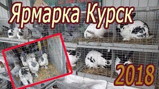 Ярмарка в Курске. Осень 2018 Куры, ути, гуси, кролики, голуби