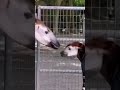 يشبه حيوان الأوكابي الحصان وله لون حمار وحشي جزئي ا وأقرب أقربائه هو الزرافة يشبه حيوان الأوكابي الحصان وله لون حمار وحشي جزئي ا وأقرب أقربائه هو الزرافة