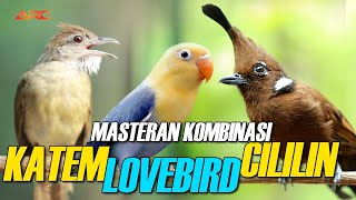 KOMBINASI MASTERAN CILILIN - KATEM - LOVEBIRD