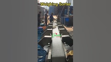 The ABSOLUTE BEST Way to Sort FISH and SHRIMP by Weight