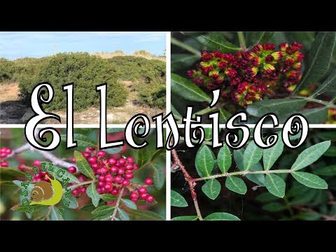 Video: ¿Qué es un árbol de lentisco? - Cómo cultivar un árbol de lentisco en el jardín