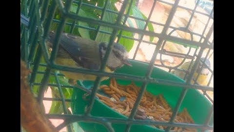 Blue Tits Using Mealworm Feeder [23rd May 2017]