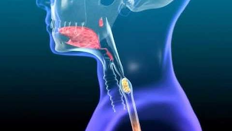 Animation showing Swallowing and Digestion of Food