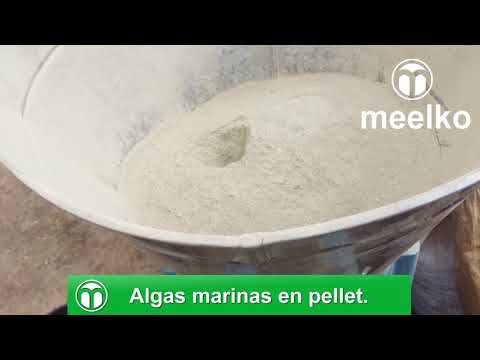 Ensayo de pellets con algas marinas, núcleos y premix para ganado