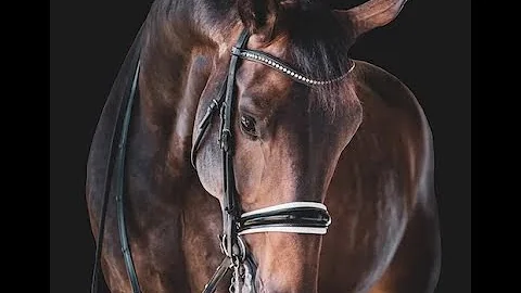 Graham - Grand Prix Gelding For Sale