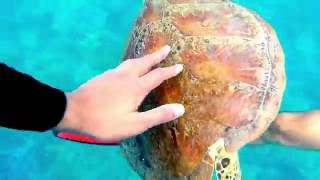 Green Sea Turtle (Great Barrier Reef)