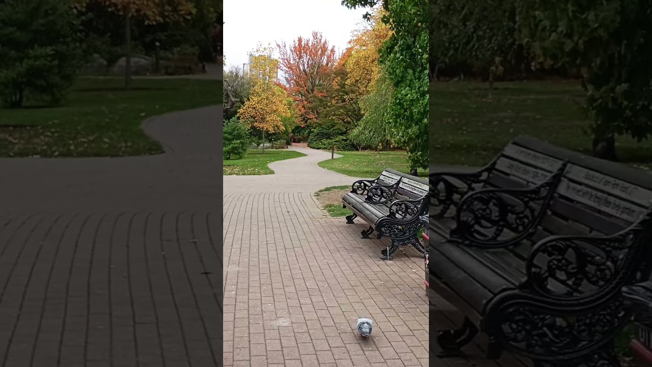 Golden Autumn Vibes 🍂🍁 | Stunning Fall Scenery to Relax and Unwind