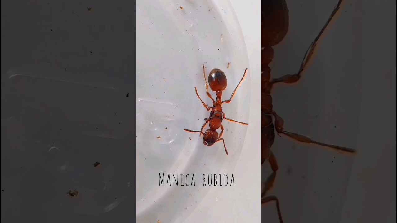 Set up for Manica rubida 