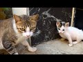 Mama Cat Hugs Her Kitten Mickey