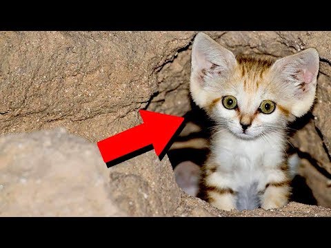 Video: Samtkatze: Aussehen, Lebensraum, Verhalten Und Ernährung, Sandkatze Zu Hause Halten, Foto