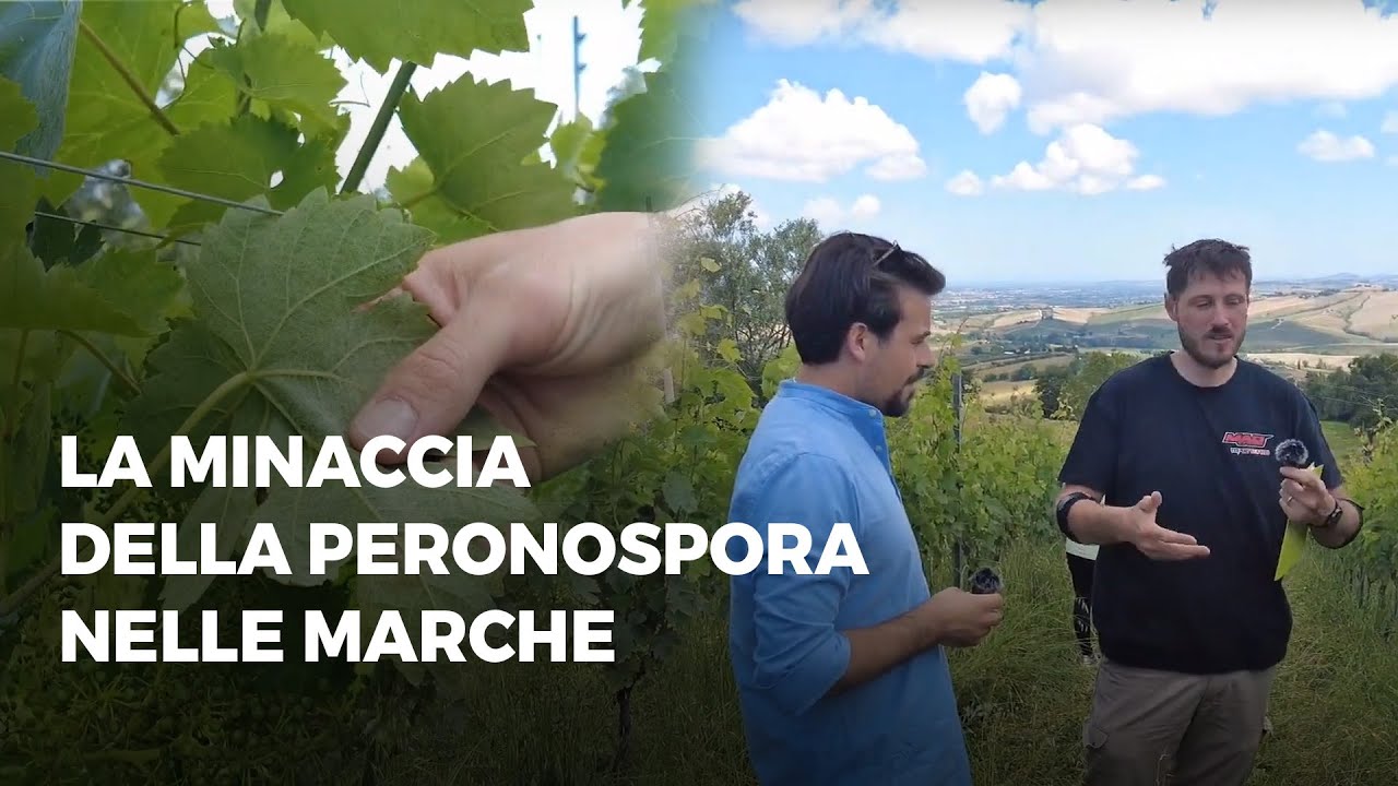 La minaccia della Peronospora nelle Marche