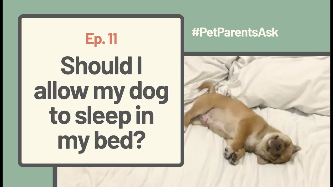 PetParentsAsk Ep. 11 Should I Allow My Dog to Sleep in My Bed? YouTube