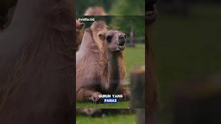 🐫Unta Bisa Bertahan Hidup di Gurun yang Panas #faktaunik #hewan